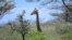 FILE - A Rothschild subspecies of giraffe is seen on ol-Kokwe Island on Lake Baringo in Rift Valley, Kenya. Dr. Philip Muruthi, vice president of the African Wildlife Foundation, says reproduction of rare mammals and the survival rate of young ones are dropping in Kenya.
