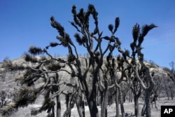 FILE - A Joshua tree is burned after the Sheep fire swept through, Monday, June 13, 2022, in Wrightwood, California. (AP Photo/Marcio Jose Sanchez)