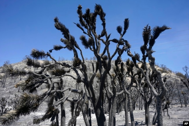 FILE - A Joshua tree is burned after the Sheep fire swept through, Monday, June 13, 2022, in Wrightwood, California. (AP Photo/Marcio Jose Sanchez)