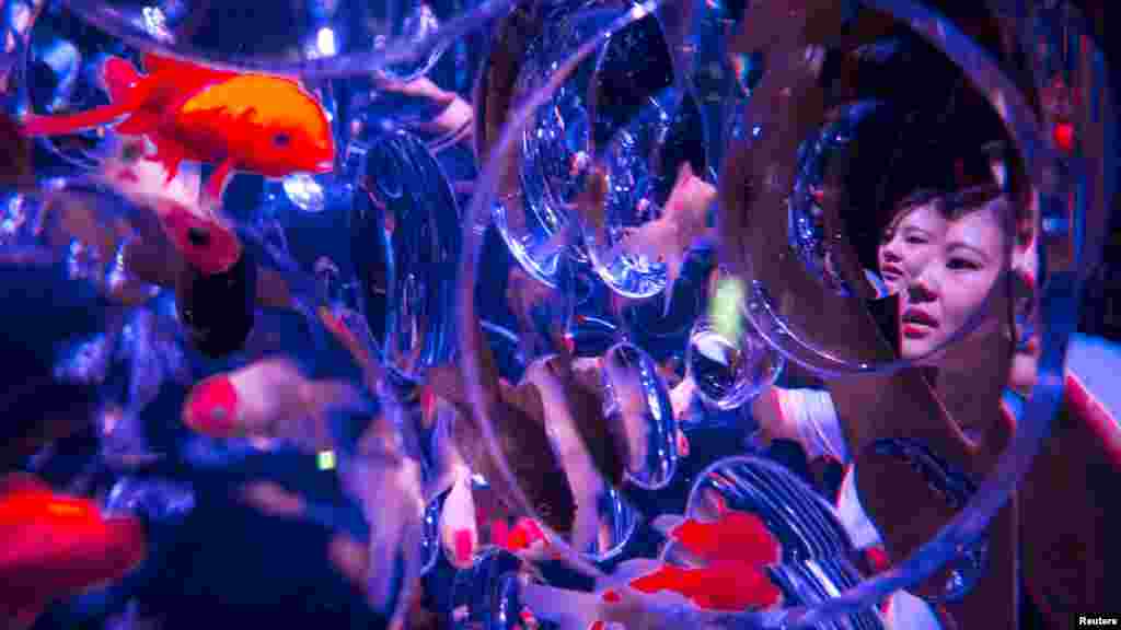 Seorang perempuan memandang ikan-ikan emas di dalam akuarium dalam pameran Art Aquarium di Tokyo. Ribuan ikan emas ditampilkan dalam akuarium-akuarium unik yang canggih, menggunakan lampu-lampu LED, musik dan video mapping.