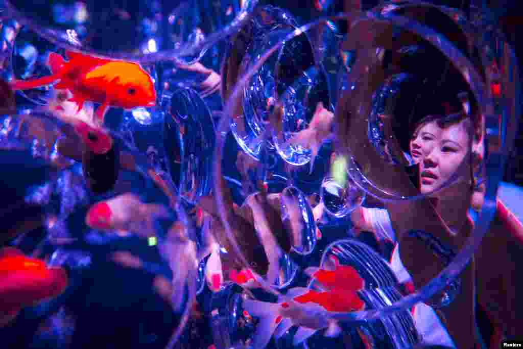A woman looks at goldfish through the warped wall of a fish tank at the Art Aquarium exhibition in Tokyo. Several thousand goldfish are displayed in dozens of uniquely shaped tanks, using LED lights, projection mapping and music in a show that was produced by Japanese designer Hidetomo Kimura.