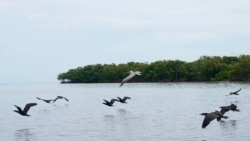 Birds fly near the seaside community Dzilam de Bravo, in Mexico’s Yucatan Peninsula, Oct. 7, 2021. In 2002, Hurricane Isidoro devastated this area.