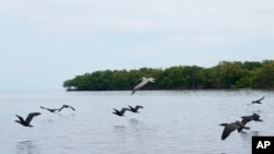 Birds fly near the seaside community Dzilam de Bravo, in Mexico's Yucatan Peninsula, Oct. 7, 2021. In 2002, Hurricane Isidoro devastated this area.