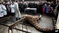 Marius, a male giraffe, lies dead before being dissected, after he was put down at Copenhagen Zoo on Feb. 9, 2014. 