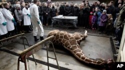 Jerapah jantan Marius, terbaring tak bernyawa sebelum dibedah di Kebun Binatang Kopenhagen (9/2). (AP/Peter Hove Olesen)