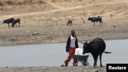 A youth fetches water from a dam near Mount Darwin, Zimbabwe, Oct. 26, 2016.