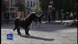 Shkodër: Vullnetarët në mbrojtje të kafshëve të rrugës