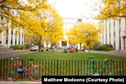 Fall leaves on trees in front of Robinson Hall at Northeastern University in November.