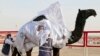 In UAE Desert, Camels Compete for Crowns in Beauty Pageant