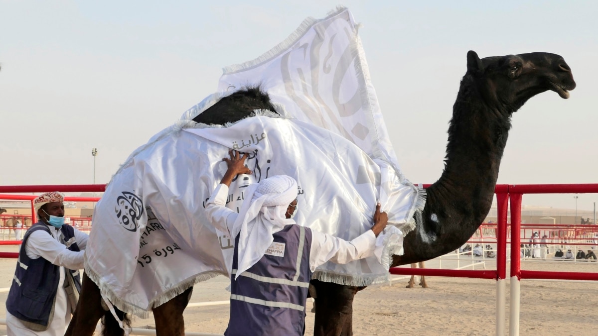 In UAE Desert, Camels Compete for Crowns in Beauty Pageant