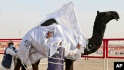 Sudanese camel keepers crown a victorious contestant at Al Dhafra Festival in Liwa desert area 120 kilometres (75 miles) southwest of Abu Dhabi, United Arab Emirates, Dec. 22, 2021. 