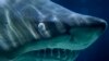 Un navire européen arrêté pour pêche de requins dans le Golfe de Guinée