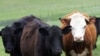 USDA xác nhận ca bệnh bò dại ở California 