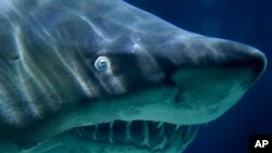 Un requin dans un aquarium, en Allemagne, le 9 novembre 2010.