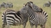 Study: Zebras' Stripes Not Camouflage