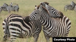 Zebra couples are seen hugging in Serengeti, Tanzania in this file photo.