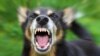 IDAI: 40 Persen Kasus Gigitan Anjing Rabies Terjadi pada Anak