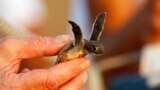 یک لاک‌پشت دریایی نوزاد - آرشیو