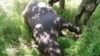 US Program Helps Fight Poaching in Africa