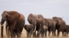 Kenya Hails Anti-Poaching Efforts in First Wildlife Census 