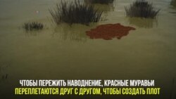 Как красные муравьи спасаются во время наводнений
