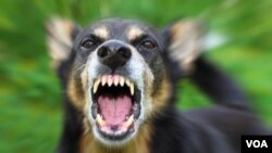 IDAI mengatakan 40 persen kasus gigitan anjing pembawa virus rabies dialami oleh anak-anak. (Foto: VOA)