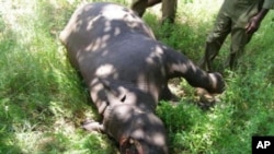 A rhino killed for its horn lies dead in a South African game reserve … Conservationists say if they build good relationships with communities living in or near game reserves, it could decrease incidents of poaching, as poachers often get information from