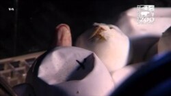 Плюющиеся кобры