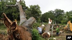 Workers cut a tree that fell and killed a boy outside a school in Panama City, Nov. 22, 2016. Civil defense officials in Panama say the country has already seen three deaths blamed on late-season Tropical Storm Otto. 