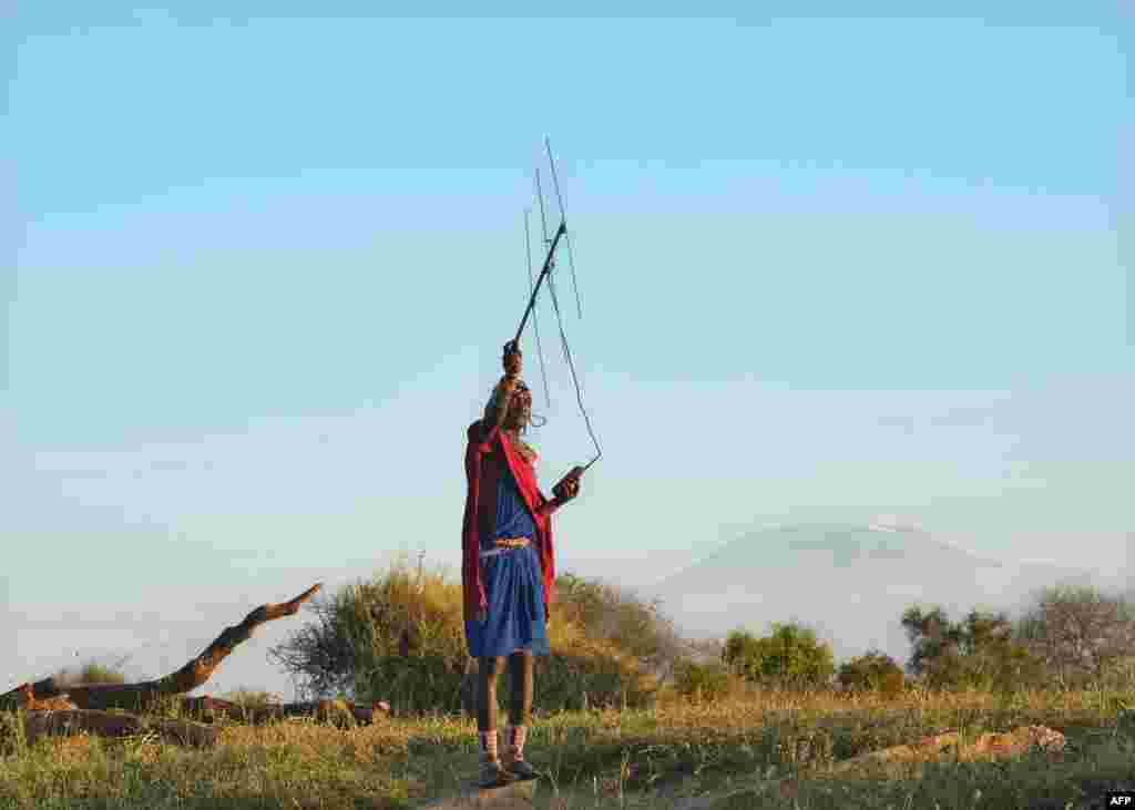 បុរស​កុលសម្ព័ន្ធ Maasai នៅ​ប្រទេស​កេនយ៉ា​ស្កេន​អង់តែន​វិទ្យុ​សម្រាប់​សញ្ញា​បង្ហាញ​ពី​តាំង​សត្វ​តោញី​នៅ​សហគមន៍​អភិរក្ស Selenkay។&nbsp;