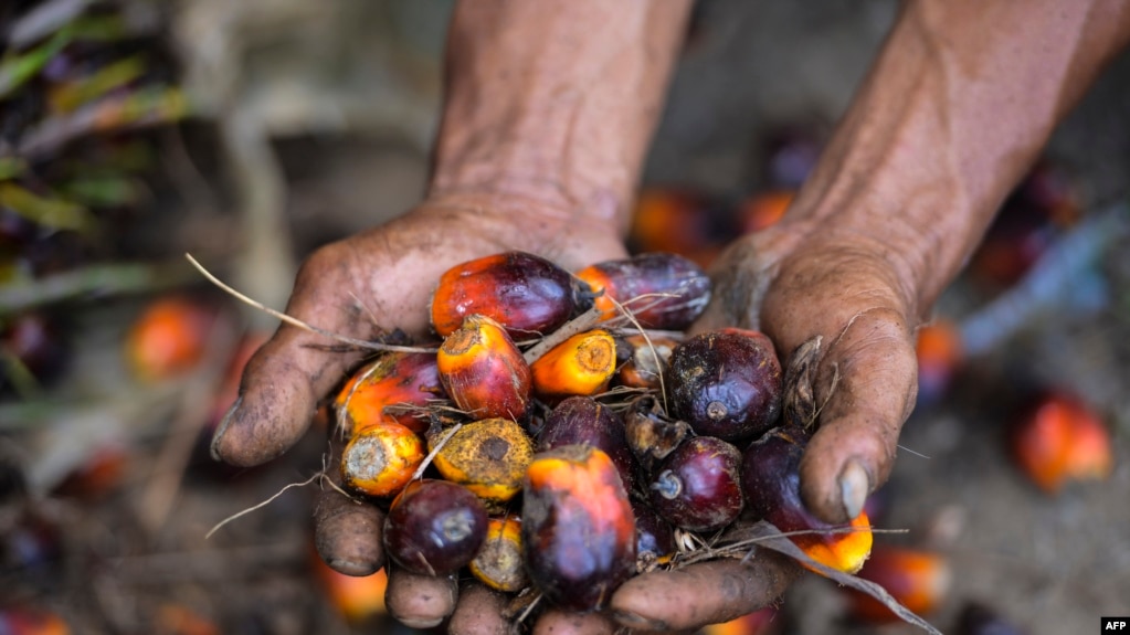 这张拍摄于2019年3月28日的照片显示，一名工人在印度尼西亚亚齐省的一个种植园里拿着棕榈油果实。棕榈油可以用来生产生物柴油。（法新社照片）(photo:VOA)