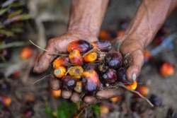 Seorang pekerja perkebunan kelapa sawit menunjukkan buah kelapa sawit di Meulaboh, Aceh, 28 Maret 2019. Indonesia adalah produsen utama minyak sawit, bahan baku berbagai produk, mulai dari minyak goreng, kosmetik, hingga biodiesel. (Foto: AFP).