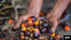 Seorang pekerja perkebunan kelapa sawit menunjukkan buah kelapa sawit di Meulaboh, Aceh, 28 Maret 2019. Indonesia adalah produsen utama minyak sawit, bahan baku berbagai produk, mulai dari minyak goreng, kosmetik, hingga biodiesel. (Foto: AFP).