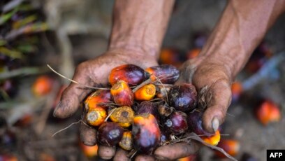 Harga CPO Melonjak, Petani Sawit Dikekang Tengkulak