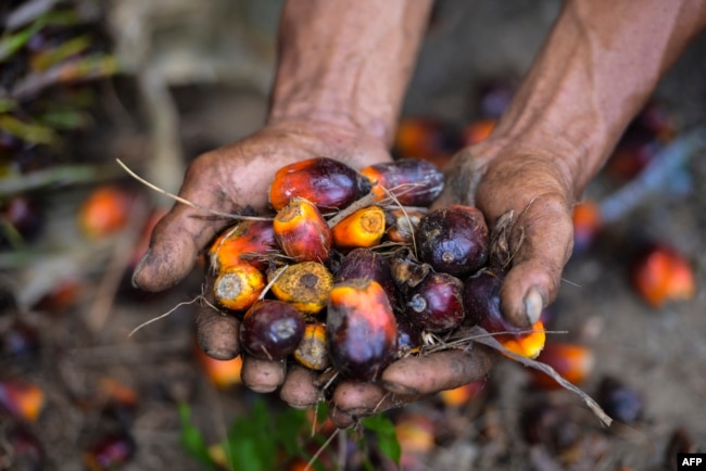 Seorang pekerja perkebunan kelapa sawit menunjukkan buah kelapa sawit di Meulaboh, Aceh, 28 Maret 2019. Indonesia adalah produsen utama minyak sawit, bahan baku berbagai produk, mulai dari minyak goreng, kosmetik, hingga biodiesel. (Foto: AFP).