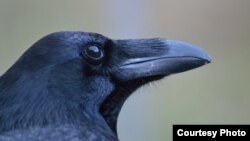 The cognitive skills of crows, ravens and other corvids are as sophisticated as those of apes, even though they have a much smaller brain. (© Jana Müller)