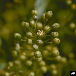 Camelina is a likely candidate for producing oil for biofuels