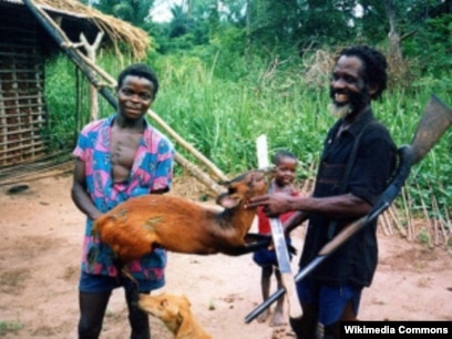 Ebola La viande du gibier consomm e en Afrique de plus en plus