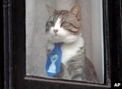 FILE - A cat believed to be owned by WikiLeaks founder Julian Assange wears a tie as it looks out of a window at the Ecuadorian embassy in London, Jan. 26, 2018.