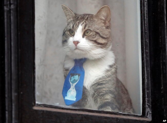 FILE - A cat believed to be owned by WikiLeaks founder Julian Assange wears a tie as it looks out of a window at the Ecuadorian embassy in London, Jan. 26, 2018.