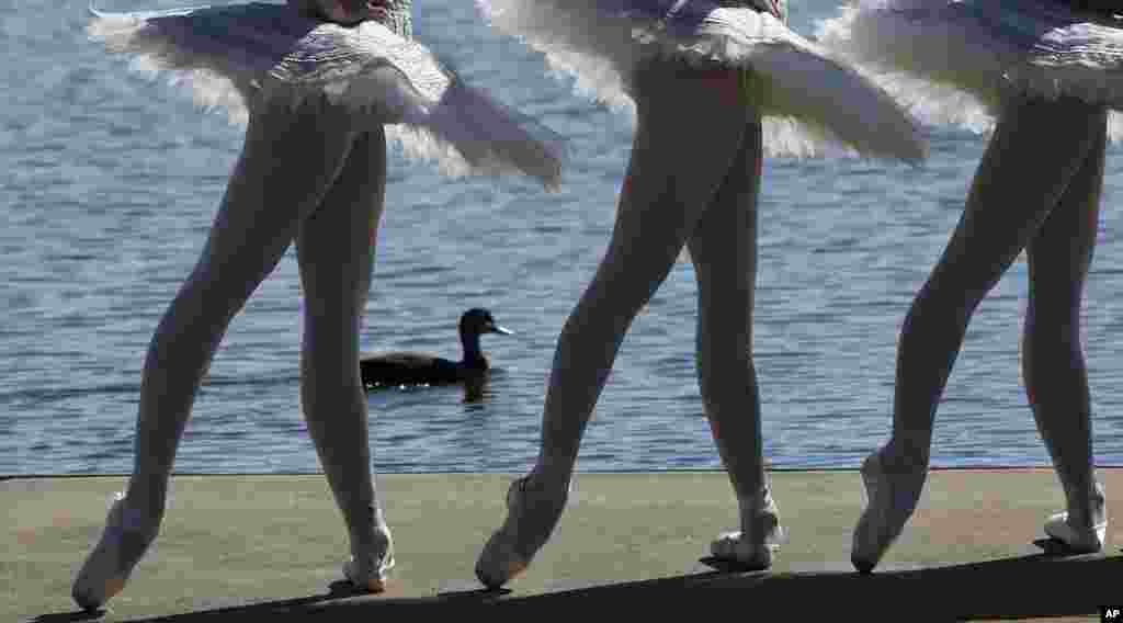 A duck paddles past three dancers from The Australian Ballet, dressed in white swan tutus pose for photos on floating barge in Penrith Lake in Sydney.&nbsp; The Australian Ballet announced it will perform on an open-air stage on Lake Penrith in November.