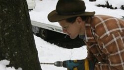 Vermont native Eric May drills a hole to tap a maple tree for sap at his home in Ira, Vermont