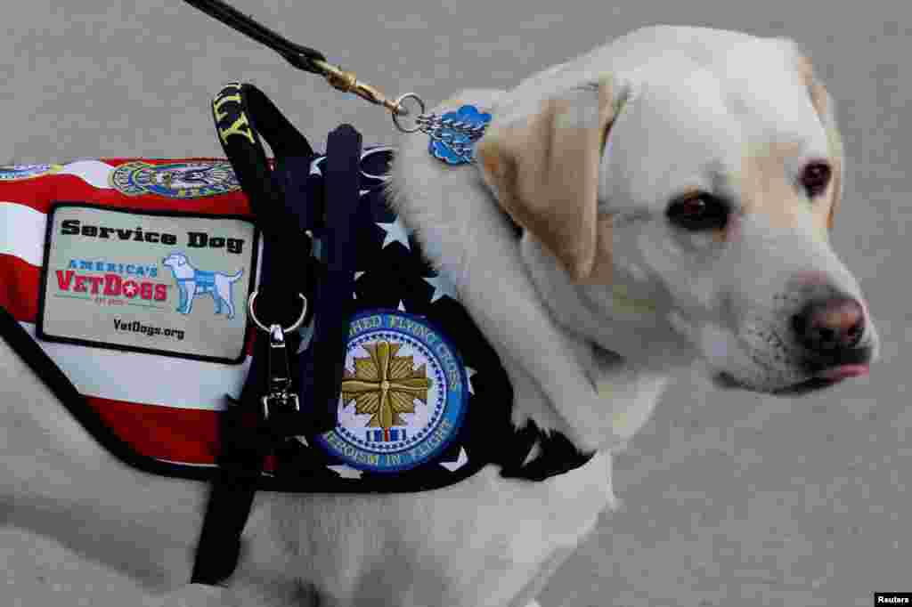 Лабрадор-ретривер Салли&nbsp;&ndash; служебная собака, которую подарили бывшему президенту США прошлым летом &nbsp;