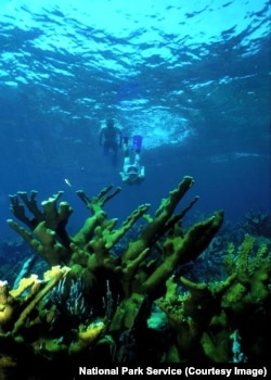 A snorkeler explores a reef