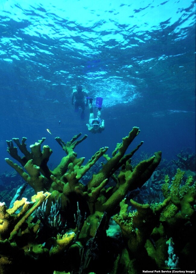 A snorkeler explores a reef