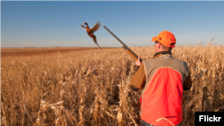 FILE - A hunter flushes a pheasant in this 2009 photo from the South Dakota Department of Tourism.