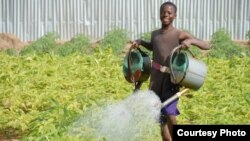 A boy in Benin waters food crops that are growing on land where agriculture previously failed. The water is pumped by means of solar power. (SELF)