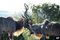 Conservationists in South Africa’s ‘Albany Hotspot’ region are also protecting the kudu - one of the region’s indigenous animals and the biggest OF African antelope