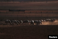 Sheep are seen in a drought-affected paddock on a property located on the outskirts of Tamworth, in northwest New South Wales in Australia, June 1, 2018.