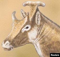 An artist' illustration shows a reconstruction of Xenokeryx amidalae, meaning "strange horn of Amidala," in this image released Dec. 2, 2015.